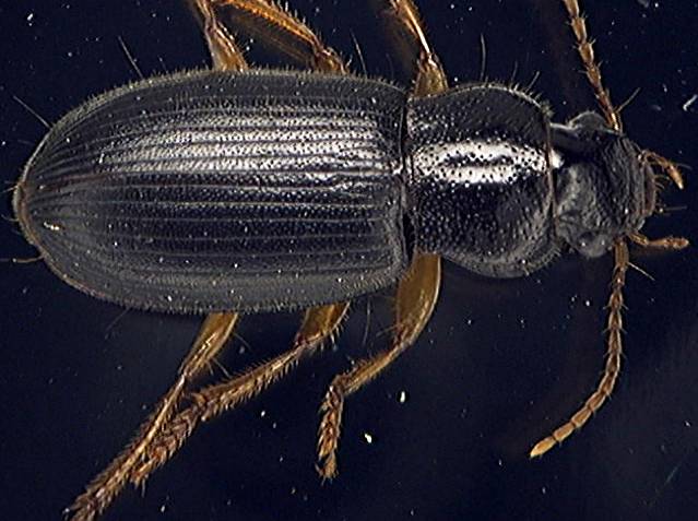 Harpalus rufibarbis